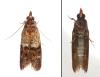 Plodia interpunctella